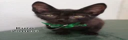 Altre razze gatti in regalo: GATTINI: SIAMO AL COLLASSO! a Città Metropolitana di Firenze - Annuncio 5