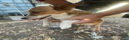 Meticcio cani in regalo: Maschietto tg piccola  - Annuncio 3