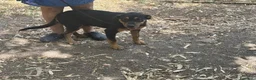Meticcio cani in regalo: Sirio cucciolo cerca casa mix rottweiler corso - Annuncio 2