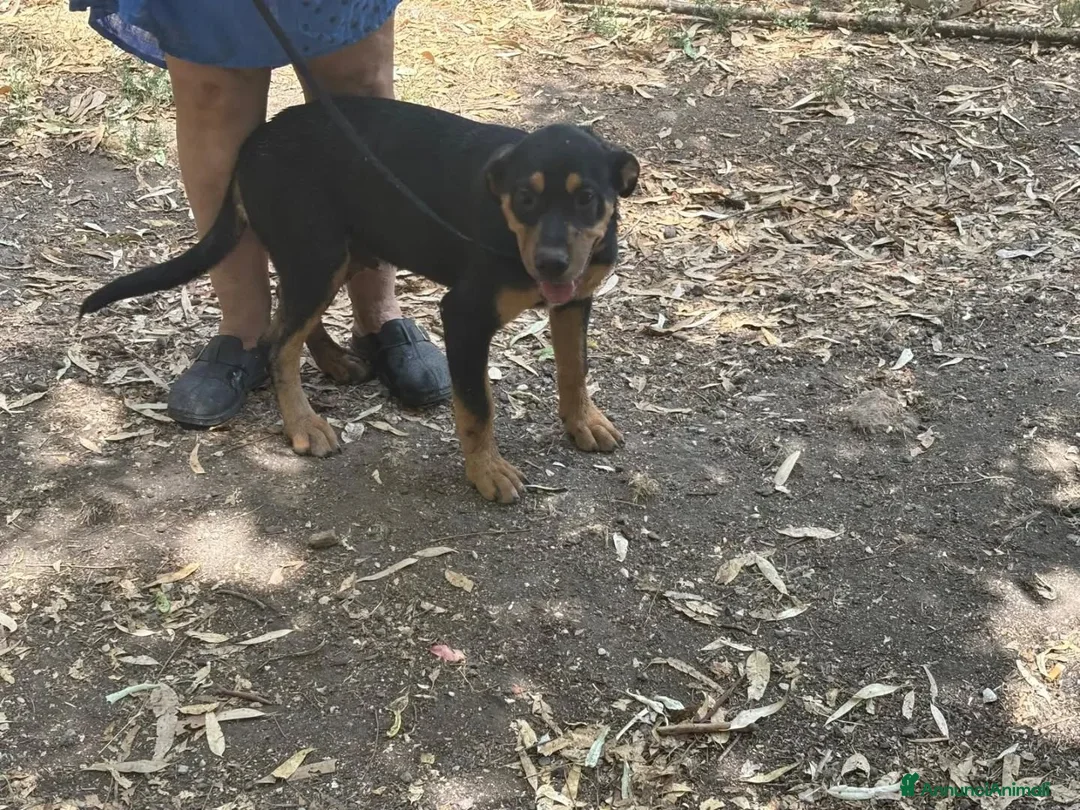 Meticcio cani in regalo: Sirio cucciolo cerca casa mix rottweiler corso - Annuncio 2