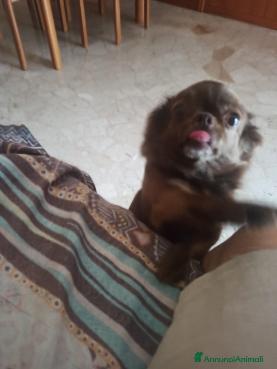 Chihuahua cani per accoppiamento: Isyde cerca fidanzato per fare cuccioli  a Città metropolitana di Milano - Immagine 4