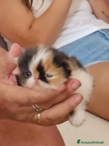 Persiano gatti Gattini persiani  - Annuncio 3