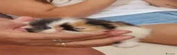 Persiano gatti in vendita: Gattini persiani  - Annuncio 1