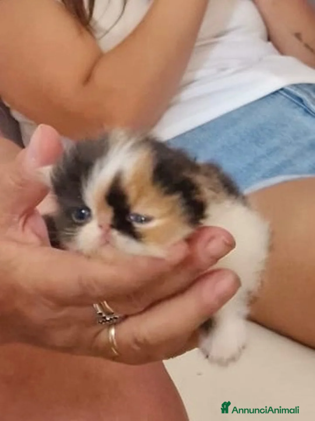 Persiano gatti in vendita: Gattini persiani  - Annuncio 1