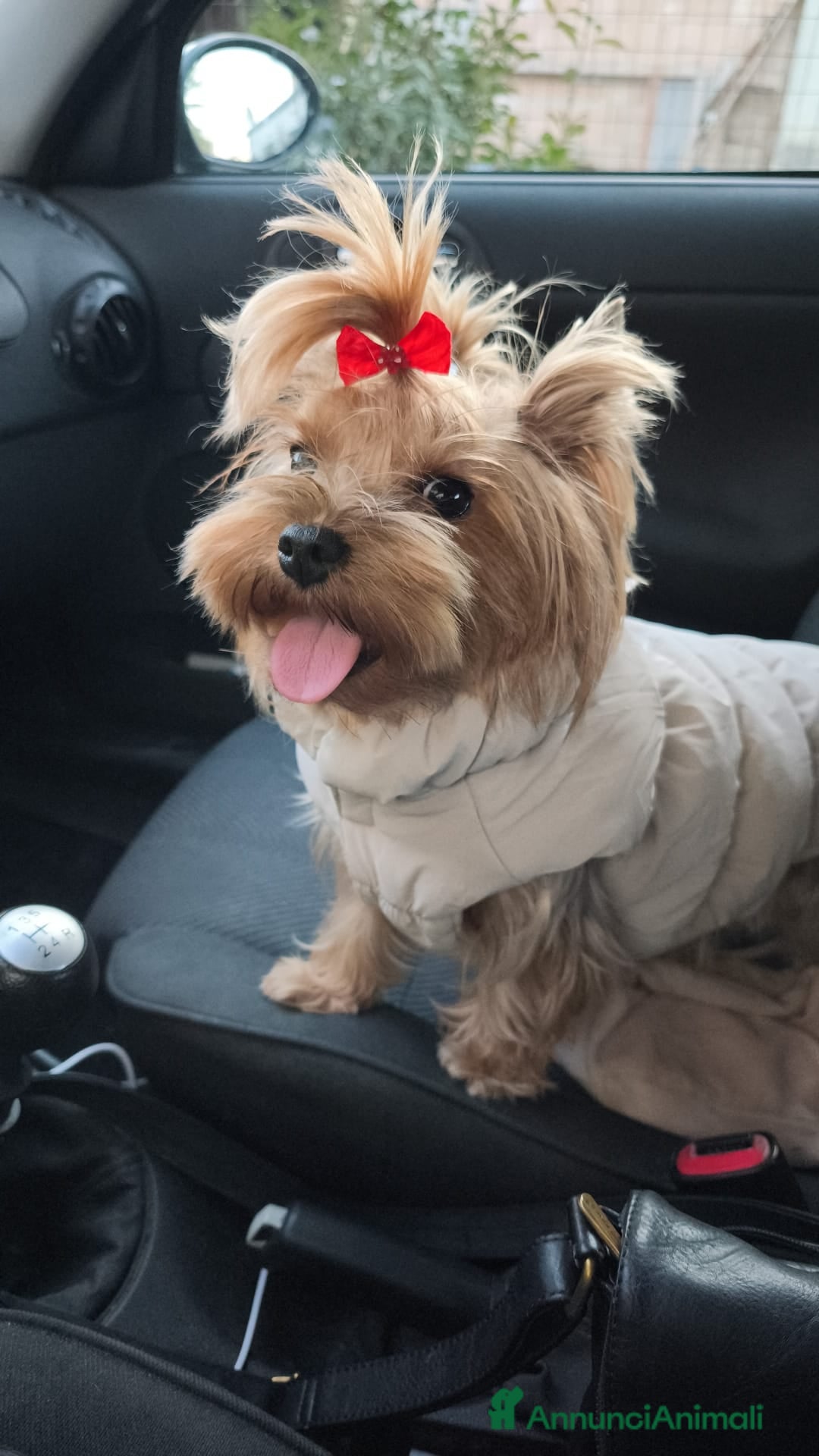 Meticcio cani Yorkshire - Annuncio 1