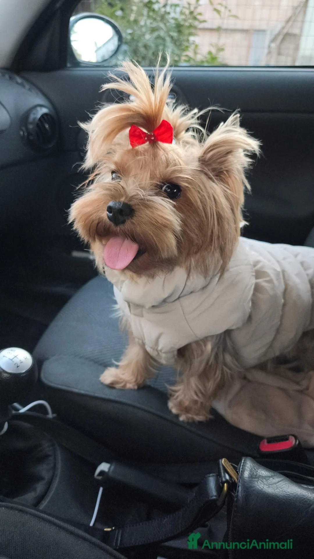 Meticcio cani in vendita: Yorkshire - Annuncio 1