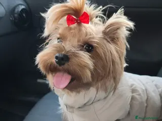 Meticcio cani Yorkshire - Annuncio 1