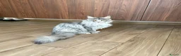 Maine Coon gatti in vendita: Maine Coon  a Provincia di Ascoli Piceno - Annuncio 2