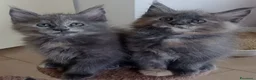 Maine Coon gatti in vendita: Cuccioli di Maine Coon  - Annuncio 6