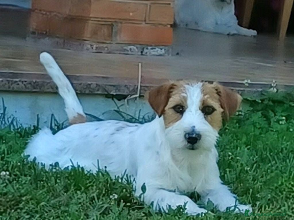Jack Russell cani Cuccioli Jack Russell ruvido - Annuncio 1