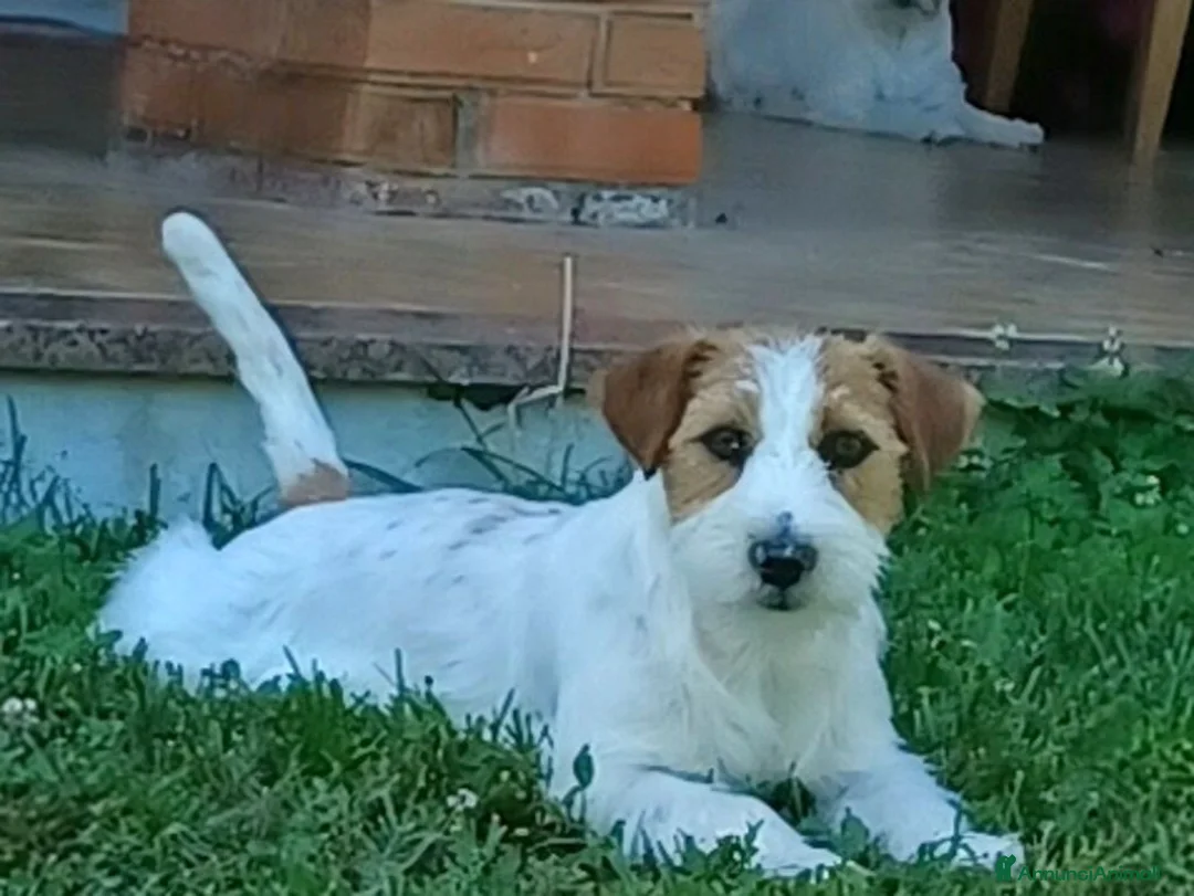 Jack Russell cani in vendita: Cuccioli Jack Russell ruvido - Annuncio 1