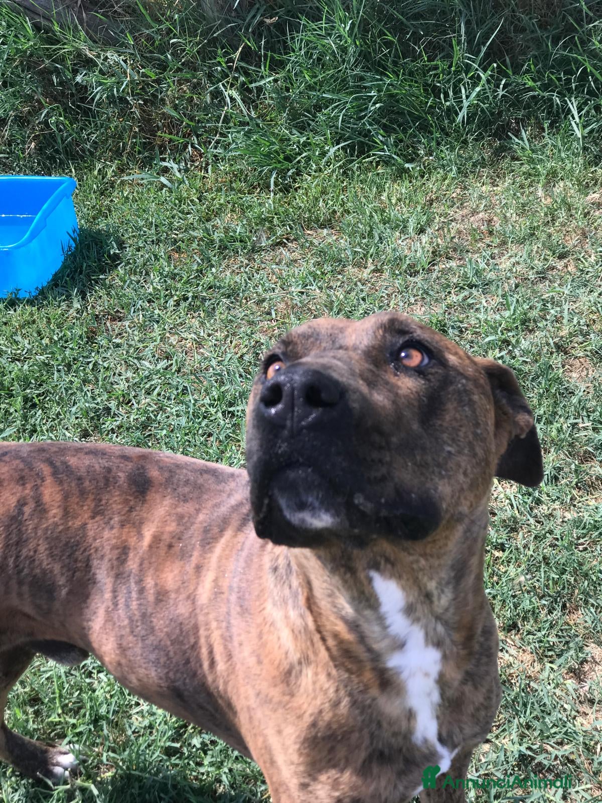 Meticcio cani Massi, derivato boxer in adozione a Provincia di Latina - Annuncio 2