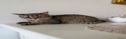 Scottish gatti in vendita: Scottish straight  - Annuncio 14