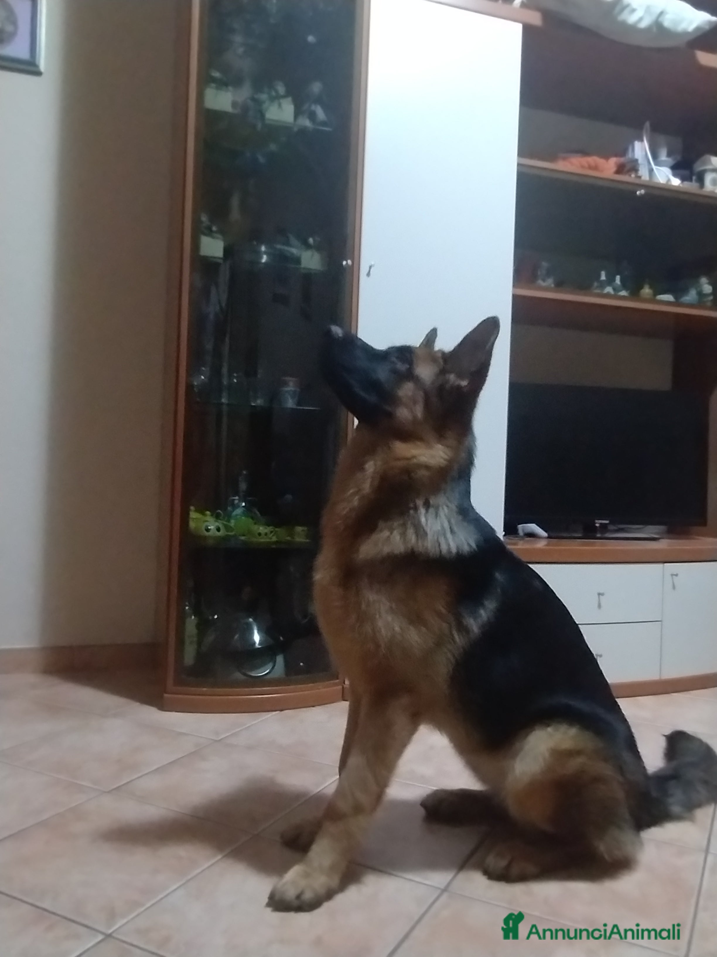 Pastore Tedesco cani Pastore tedesco  - Annuncio 2