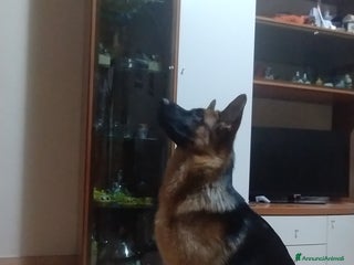 Pastore Tedesco cani Pastore tedesco - Annuncio 1