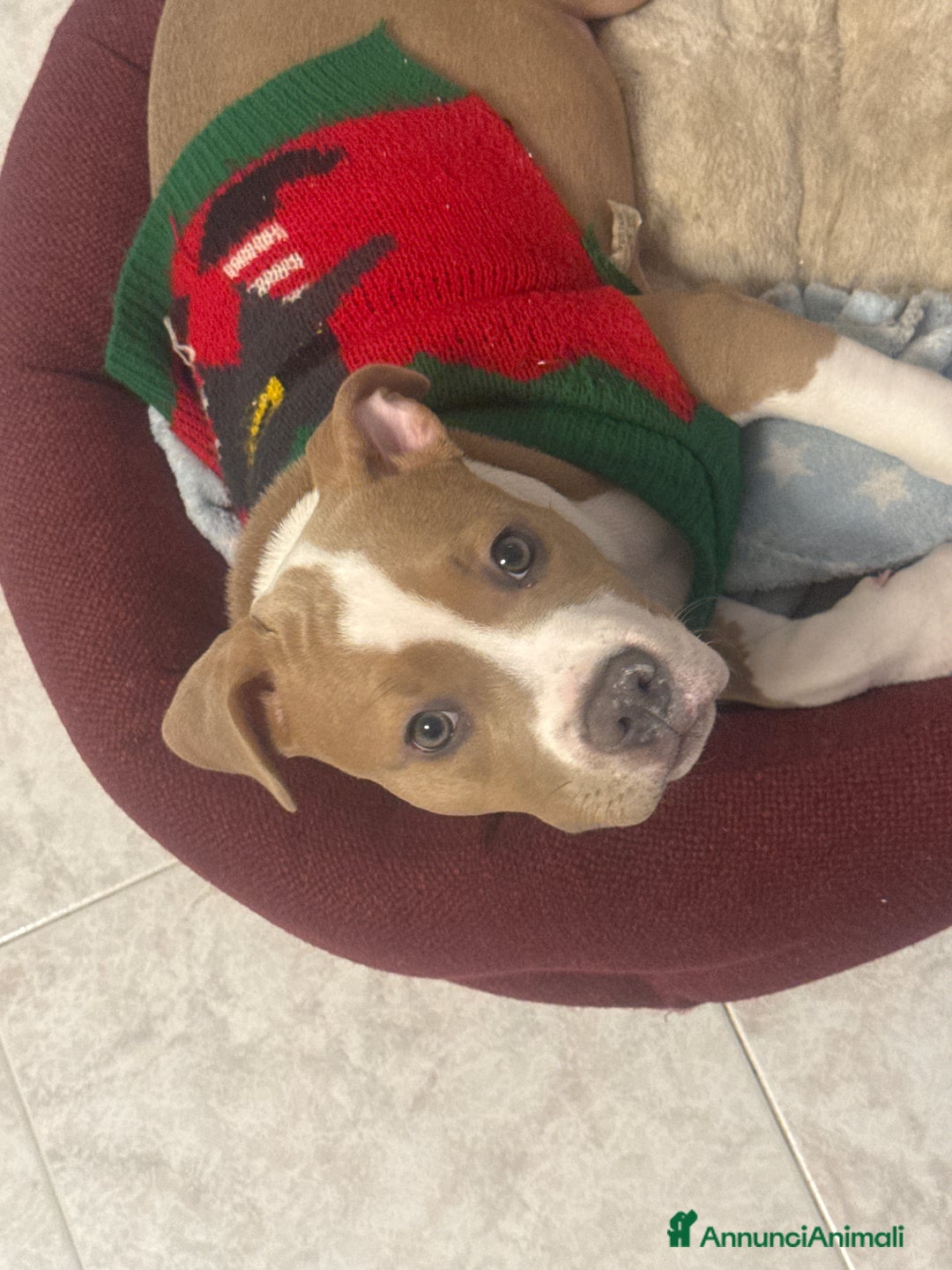 American Staffordshire cani in vendita: Vendo cucciola di 3 mesi AmStaff - Annuncio 4