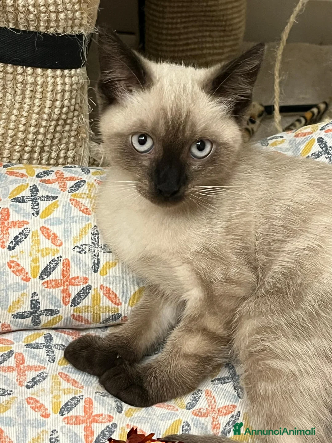 Siamese gatti in vendita: Cuccioli siamesi thai - Annuncio 3