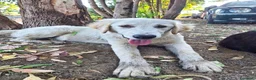 Meticcio cani in regalo: FESA 🩷 un cuore che aspetta una casa! a Provincia di Brescia - Annuncio 4