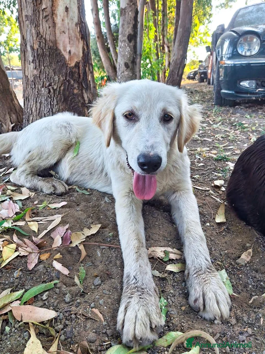 Meticcio cani in regalo: FESA 🩷 un cuore che aspetta una casa! a Provincia di Brescia - Annuncio 4