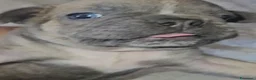 Bulldog Francese cani in vendita: Bulldog francese  a Città Metropolitana di Bologna - Annuncio 4