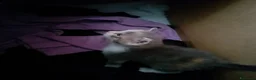 Europeo gatti in regalo: Regalo gattini  a Provincia di Isernia - Annuncio 4