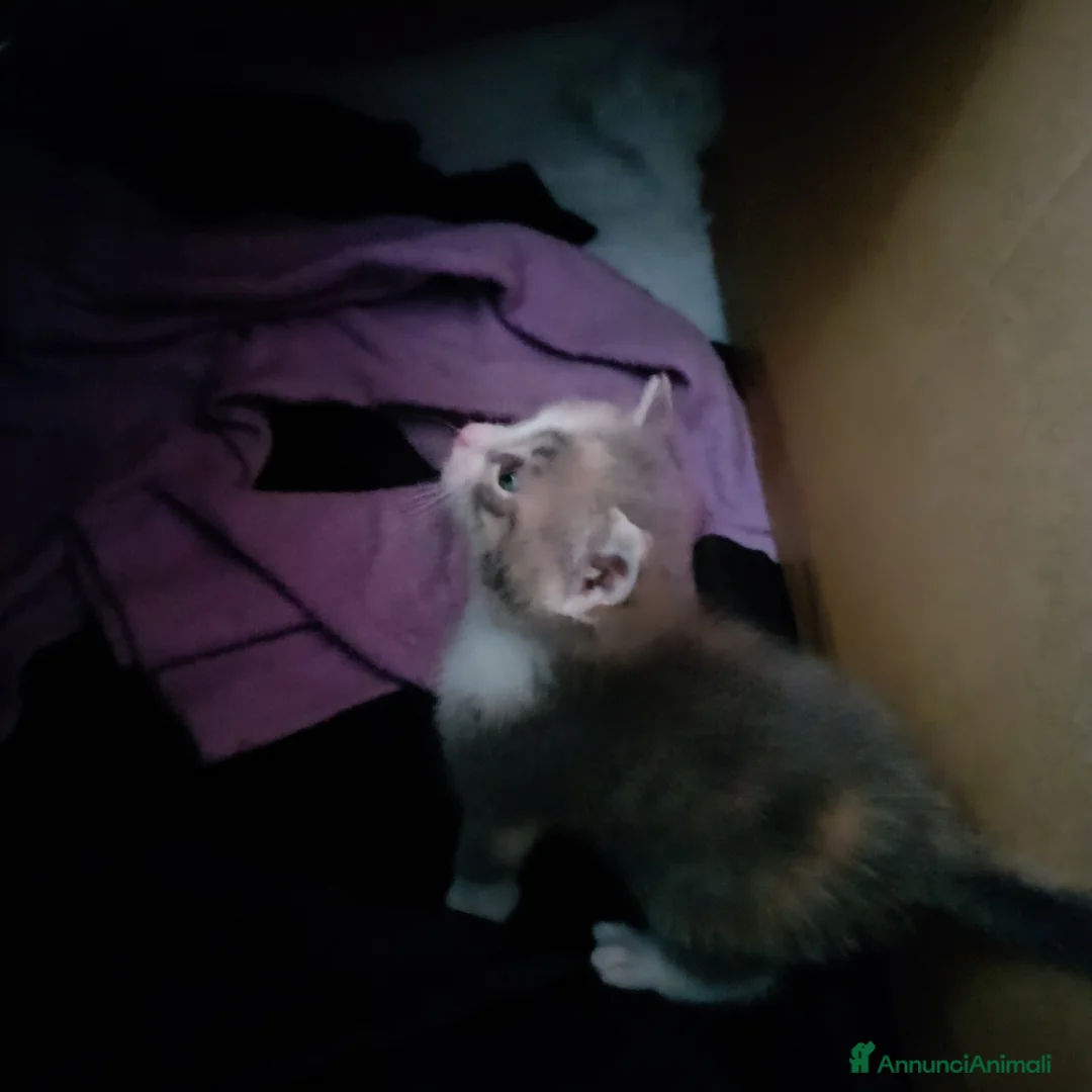 Europeo gatti in regalo: Regalo gattini  a Provincia di Isernia - Annuncio 4