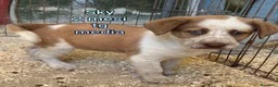 Meticcio cani in regalo: CUCCIOLI IN CERCA D'AMORE  a Provincia di Prato - Annuncio 4