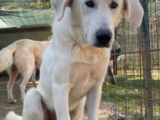 Meticcio cani IL DOLCISSIMO DEMYR - Annuncio 2