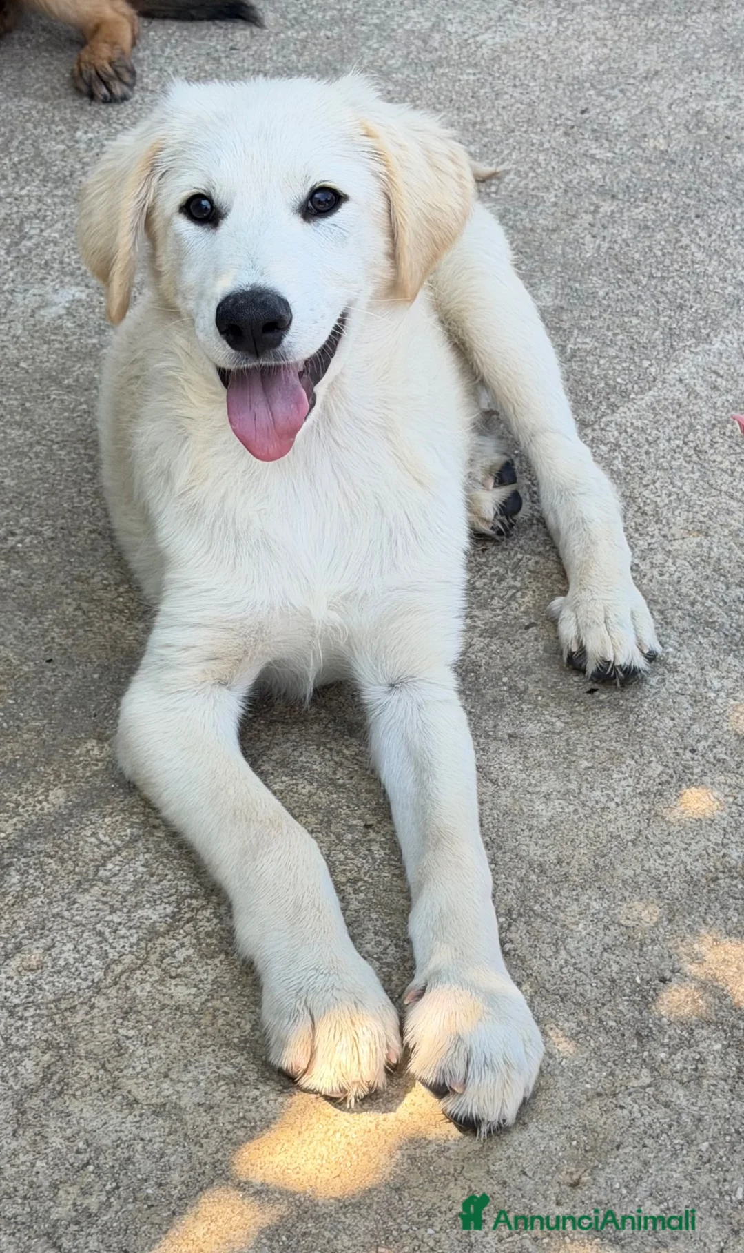 Meticcio cani in regalo: Dino  a Provincia di Reggio Emilia - Annuncio 1