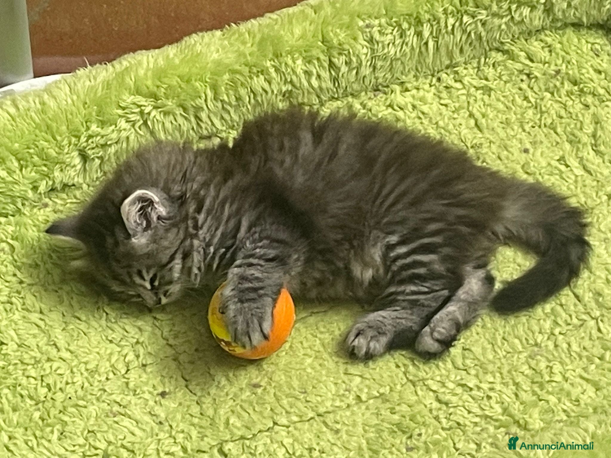Siberiano gatti in vendita: URANIA -Bellissima cucciola black silver tabby  - Annuncio 3