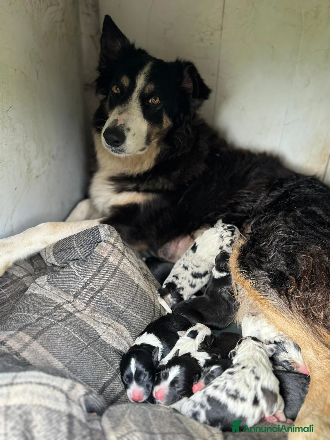 Border Collie cani in vendita: Border collie a Città metropolitana di Milano - Annuncio 1