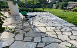 Altre razze cani in regalo: Cucciolone dal cuore enorme - Immagine 2