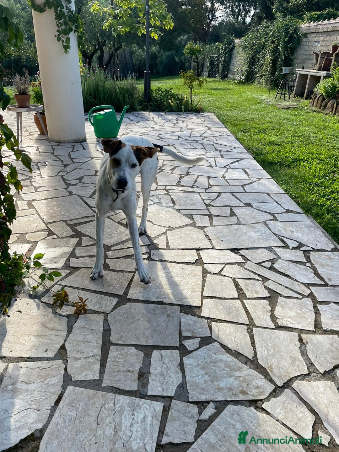 Altre razze cani in regalo: Cucciolone dal cuore enorme - Immagine 2