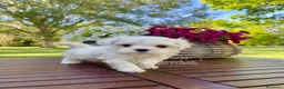 Maltese cani in vendita: MALTESI CUCCIOLI  a Provincia di Verona - Annuncio 1