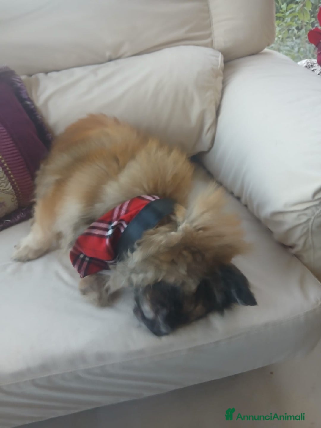 Pechinese cani in regalo: Peggy, splendida pechinese - Annuncio 3