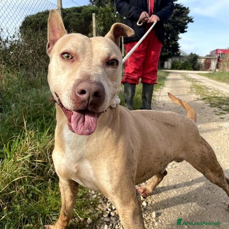 Meticcio cani a Provincia di Latina - Annuncio 11