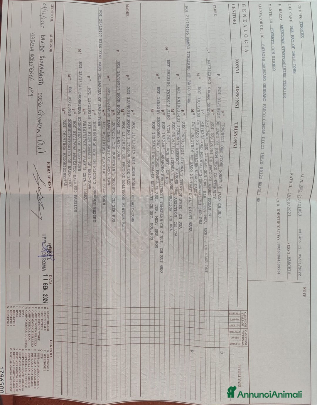 American Staffordshire cani in regalo: Amstaff maschio  - Immagine 8