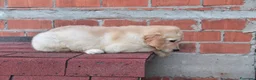 Golden Retriever cani in vendita: Cuccioli Golden Retriever a Provincia di Parma - Annuncio 8