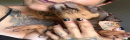 Pitbull cani in vendita: Cuccioli di Pit Bull con Pedigree anche a rate - Annuncio 11