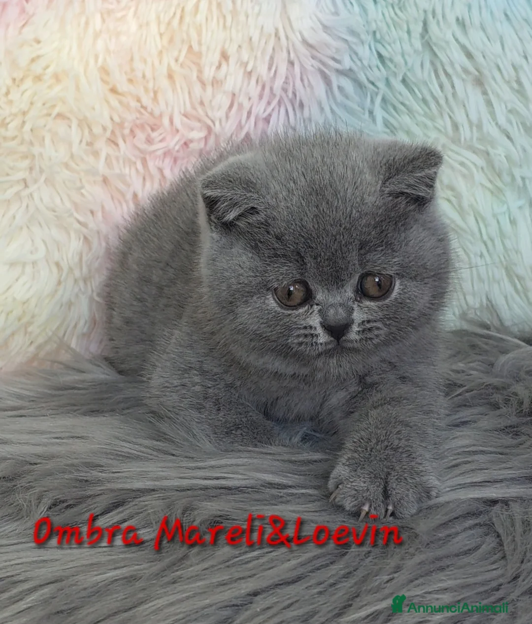 British gatti in vendita: British shorthair femmine - Annuncio 4