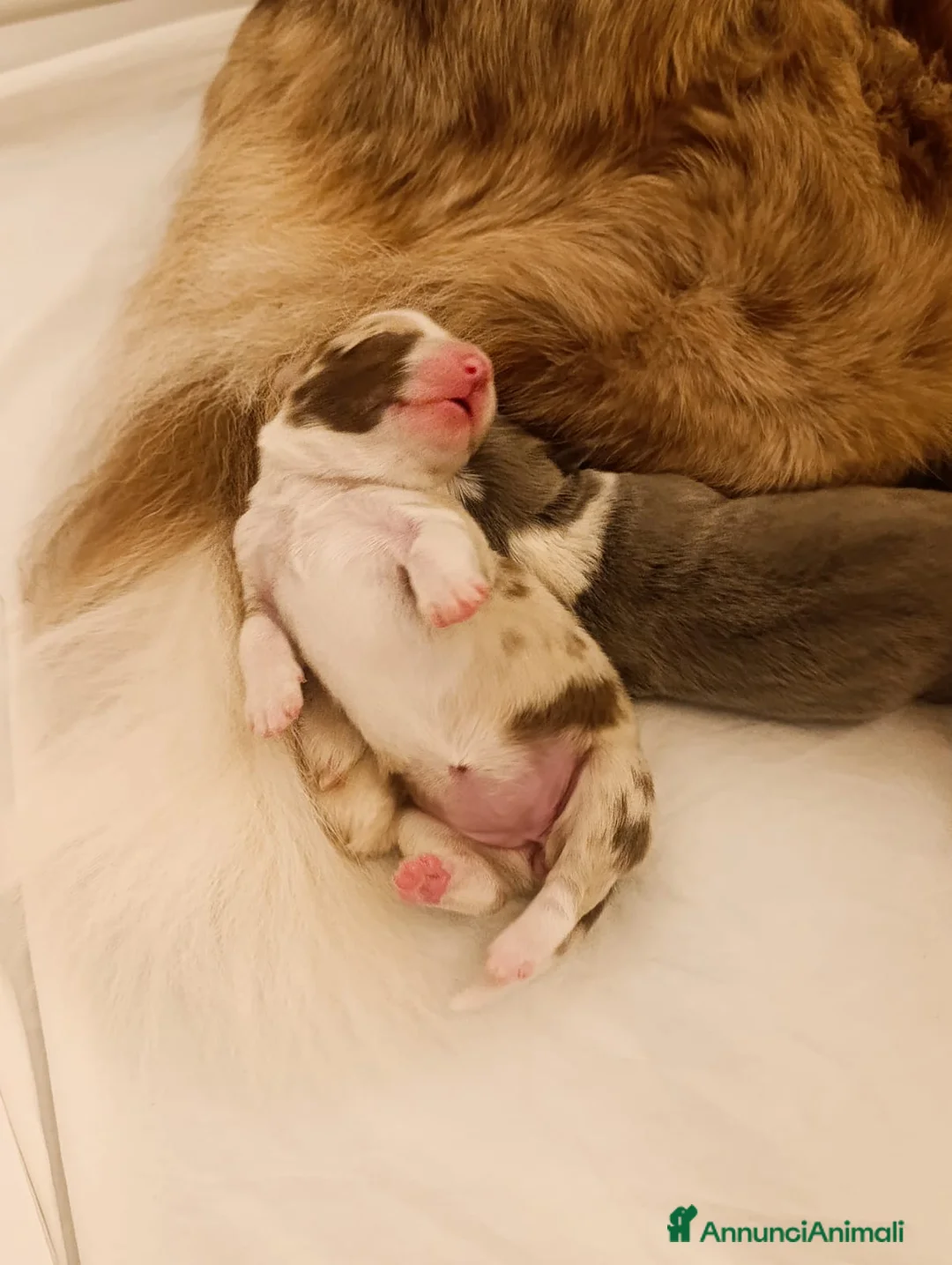 Border Collie cani in vendita: cuccioli border collie con pedigree - Annuncio 4