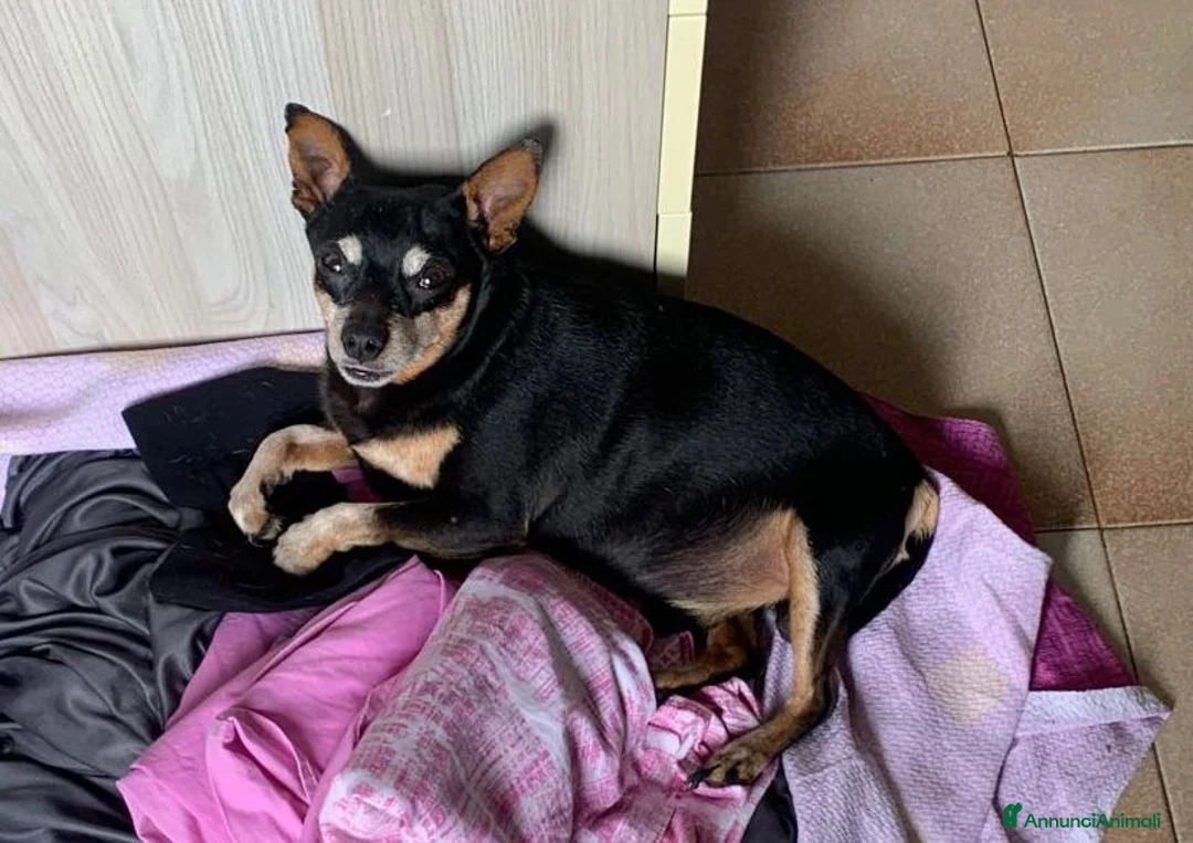 Pinscher Tedesco cani in regalo: Regalo Pincher Maschio - Annuncio 1