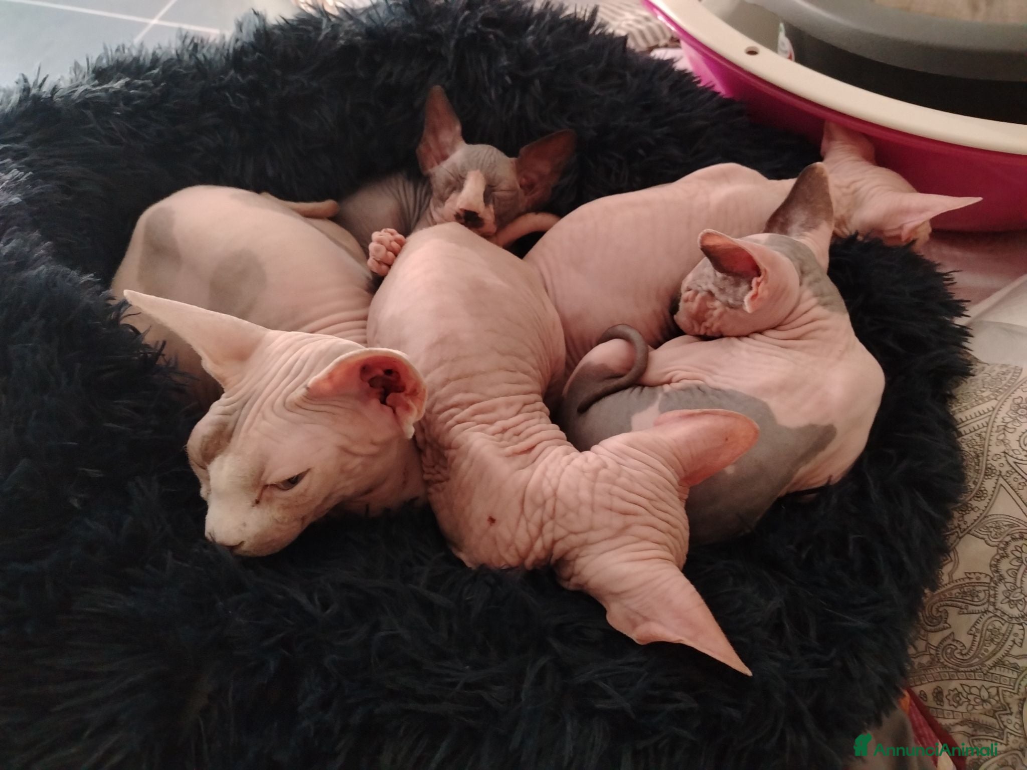 Sphynx gatti Sphynx Elf Straight - Annuncio 4