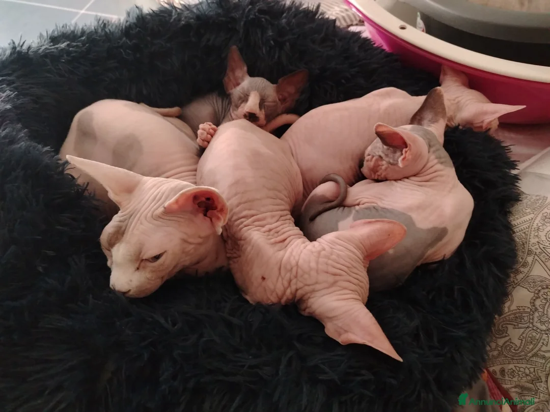 Sphynx gatti in vendita: Sphynx Elf Straight - Annuncio 1