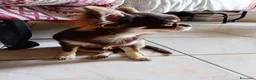 Chihuahua cani in vendita: Ultimo cucciolo Chihuahua disponibile,  a Città Metropolitana di Torino - Annuncio 4