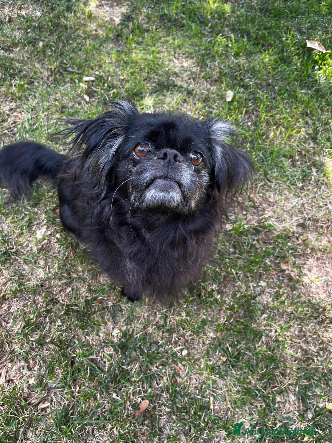 Pechinese cani in regalo: BRAD e ANGELINA, piccoli PECHINESI cercano casa! - Annuncio 16