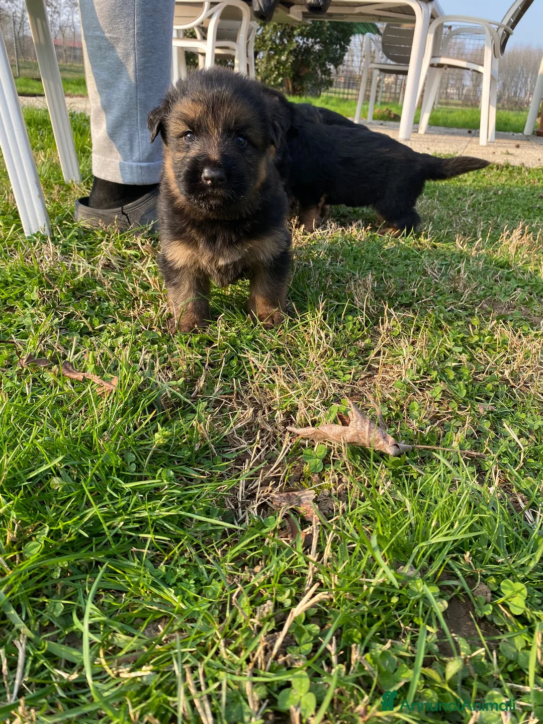 Pastore Tedesco cani in vendita: Pastore tedesco  - Annuncio 1