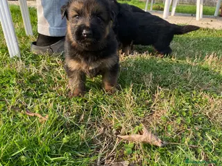 Pastore Tedesco cani Pastore tedesco - Annuncio 1