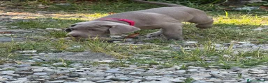 Weimaraner Cucciola collare rosso