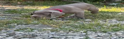 Weimaraner cani in vendita:  CUCCIOLI DISPONIBILI di Weimaranner  - Annuncio 15
